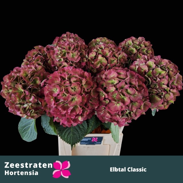Hydrangea Elbtal Classic Pink 80cm 22Ø