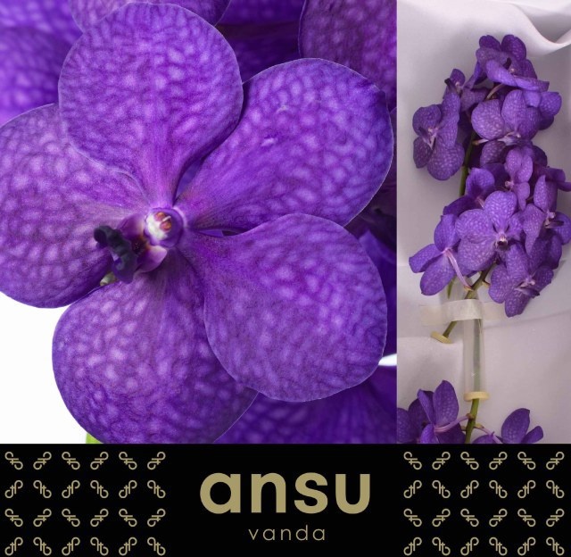 Vanda Tayanee Blue 20L.cm