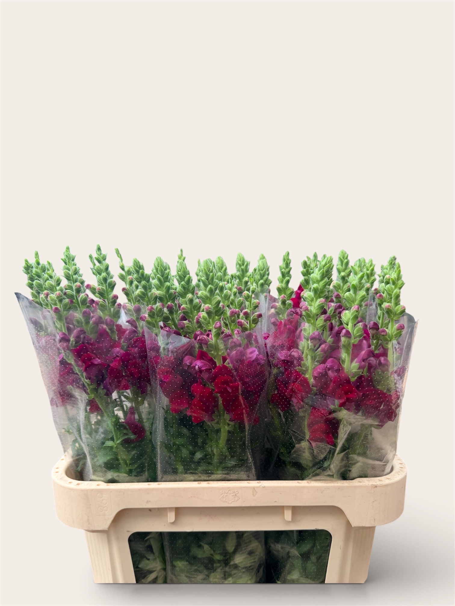 Antirrhinum Poto Red 70cm