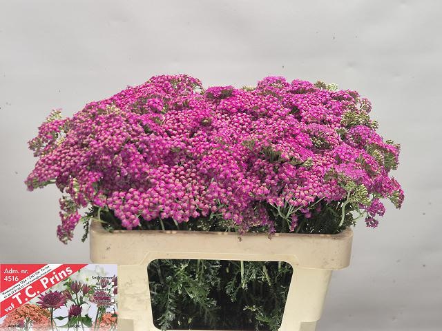 Achil M Mcl Purple 55L.cm 23bloei