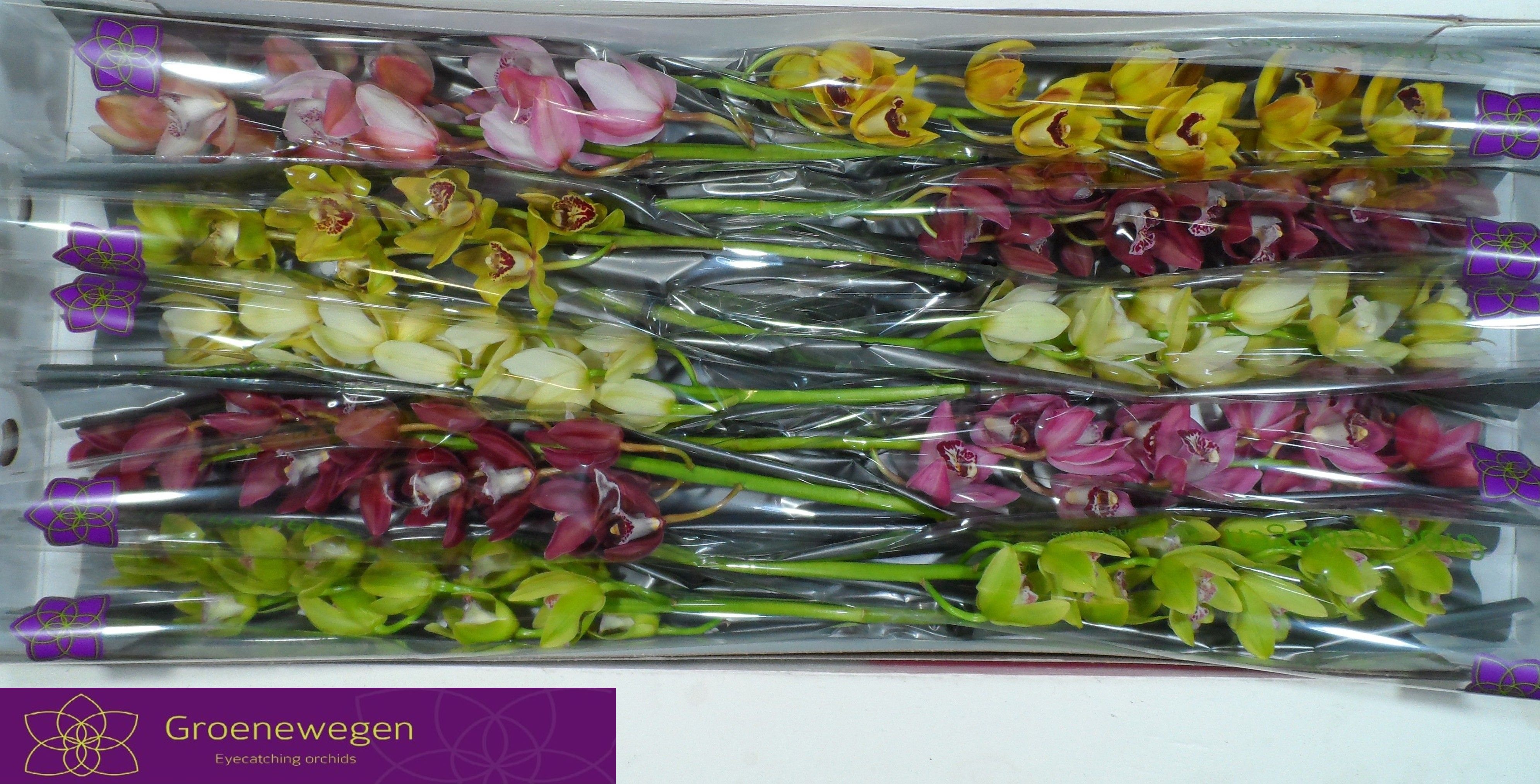 Cymbidium Asst Mini 60cm