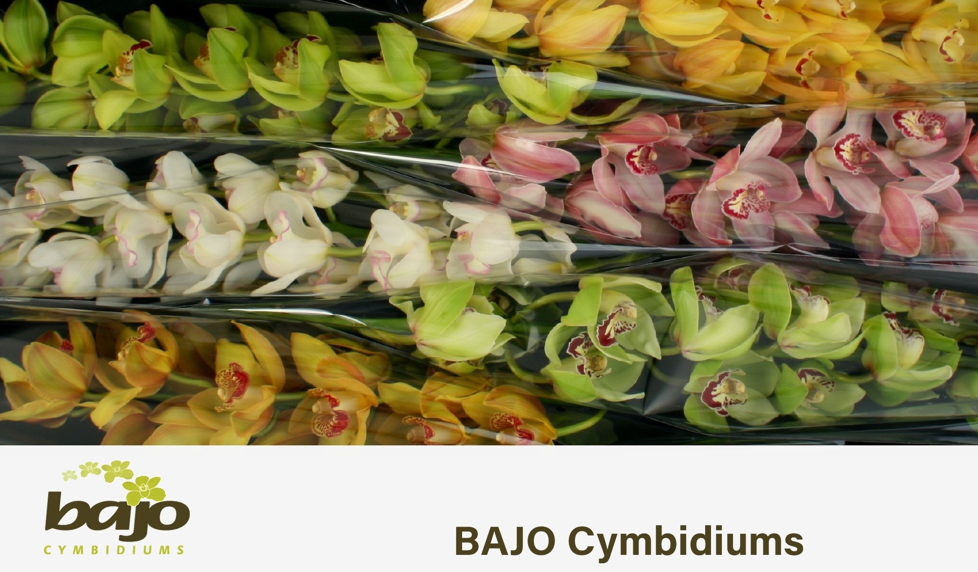 Cymbidium Asst 13bl