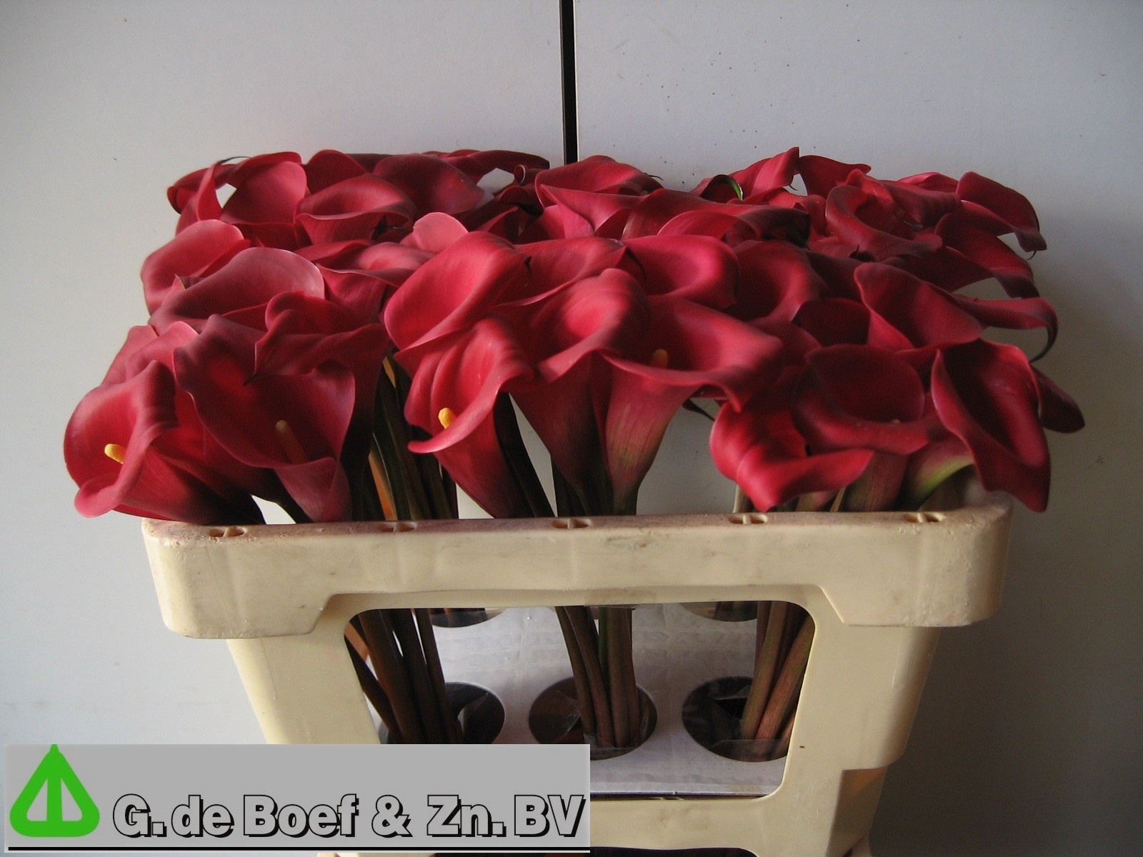Calla Nashville 50cm