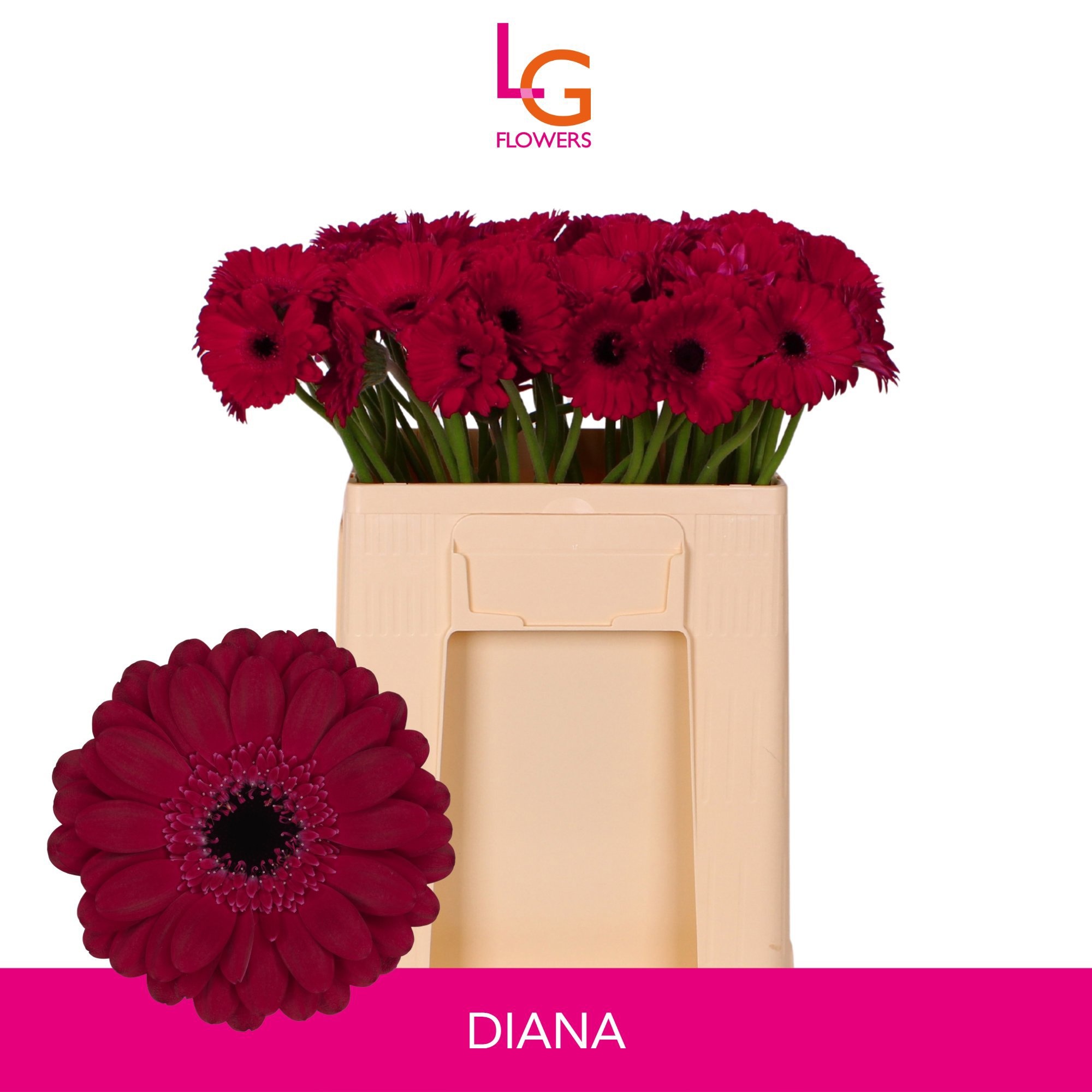 Gerbera Mini Diana