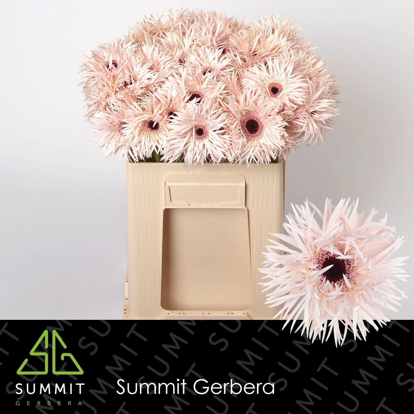 Gerbera Spider Cream Springs 50cm 10Ø