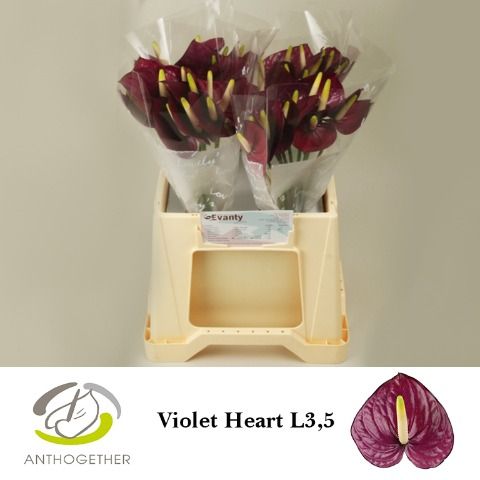 Anth A Violet Heart