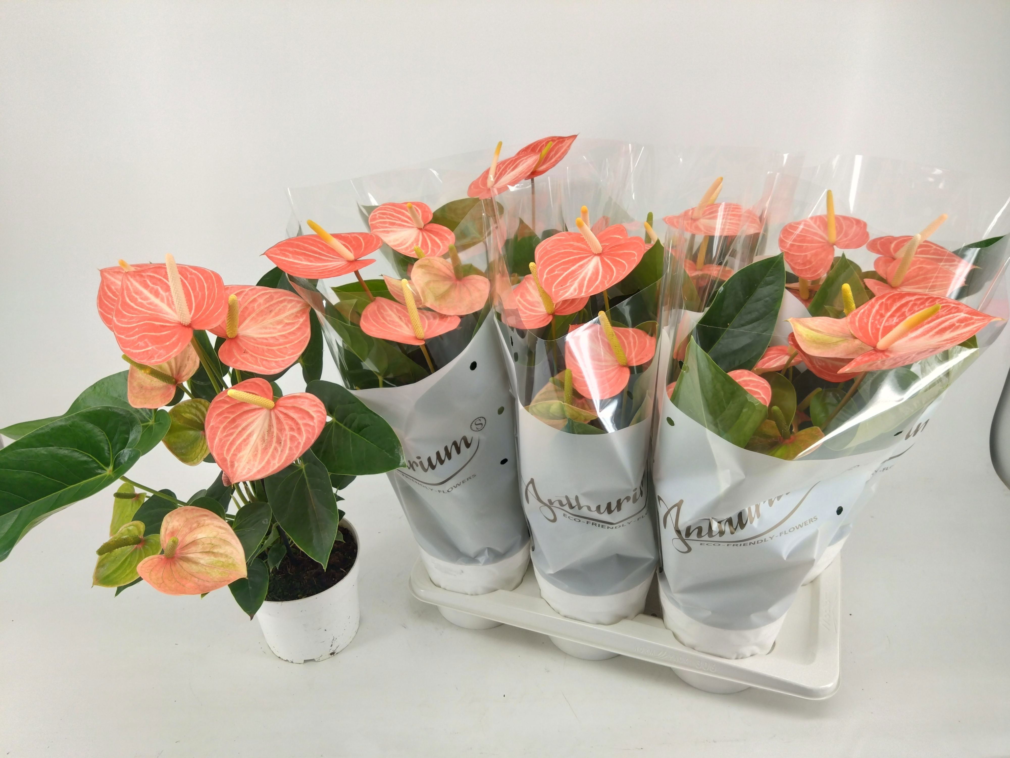 Anthu An Livi Orange 17Ø 55cm