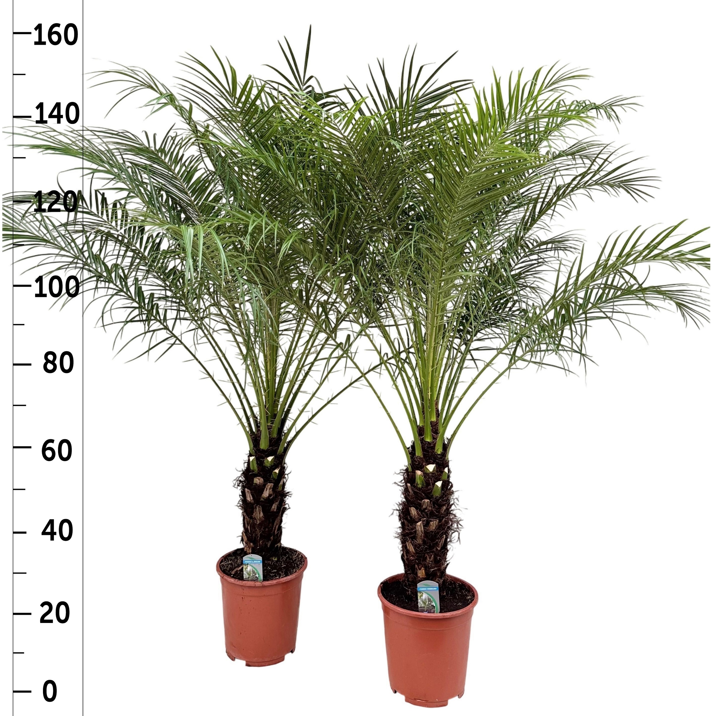 Phoenix Roebelenii 24Ø 155cm