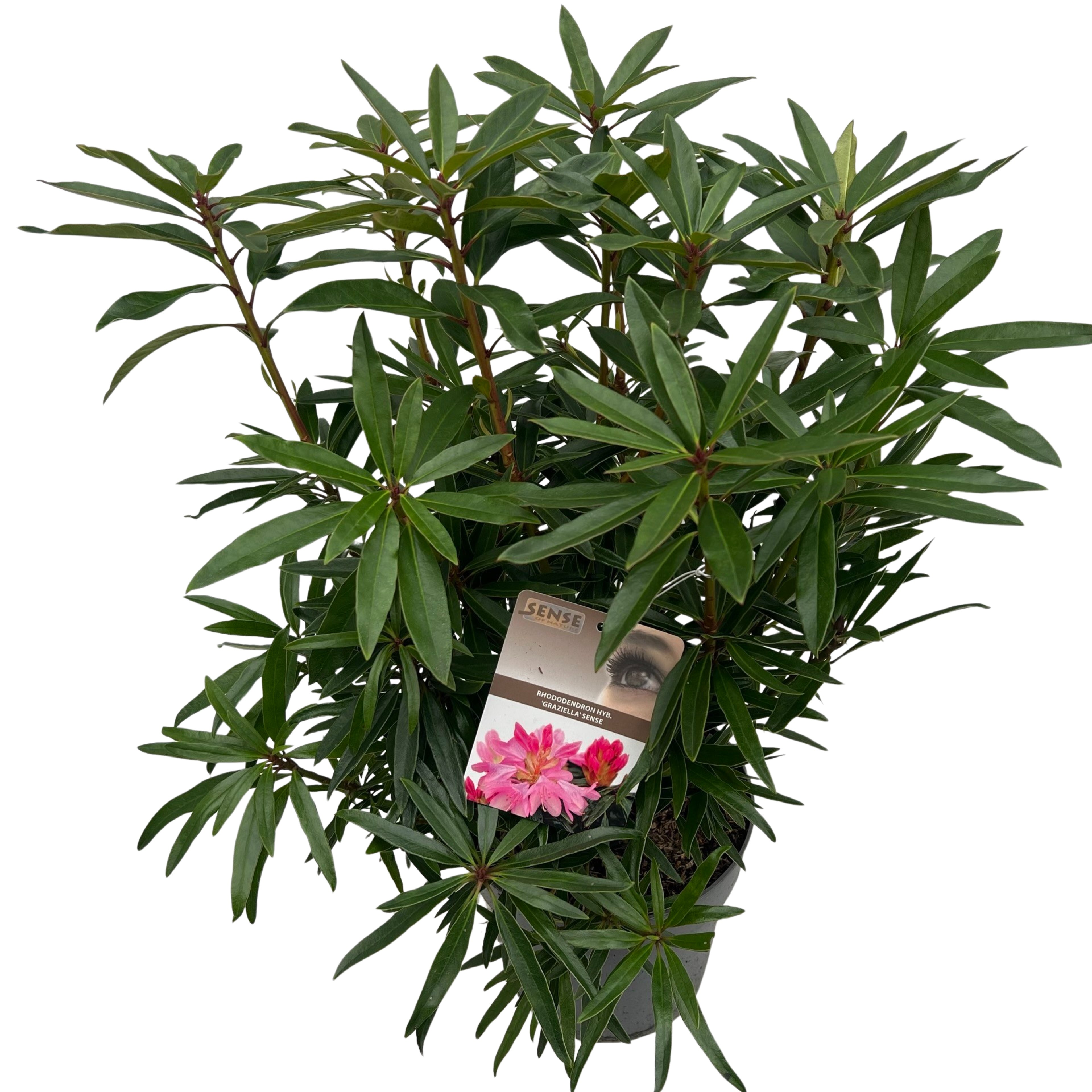 Picture of Rhododendron hyb. Graziella P23 (5 Ltr) (LOOSE)