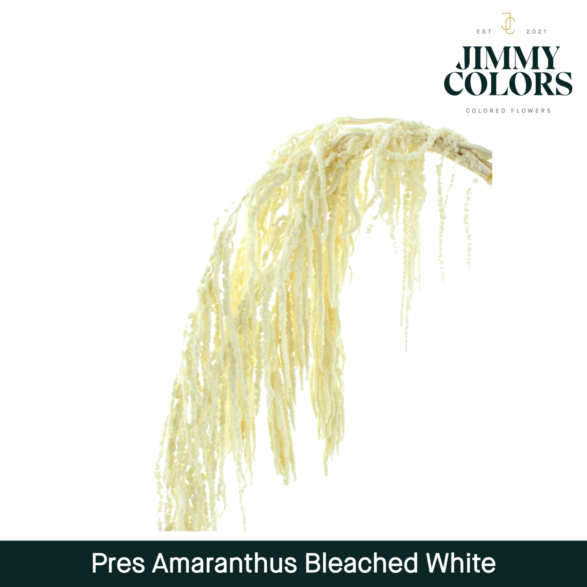 Dried Amaranthus White