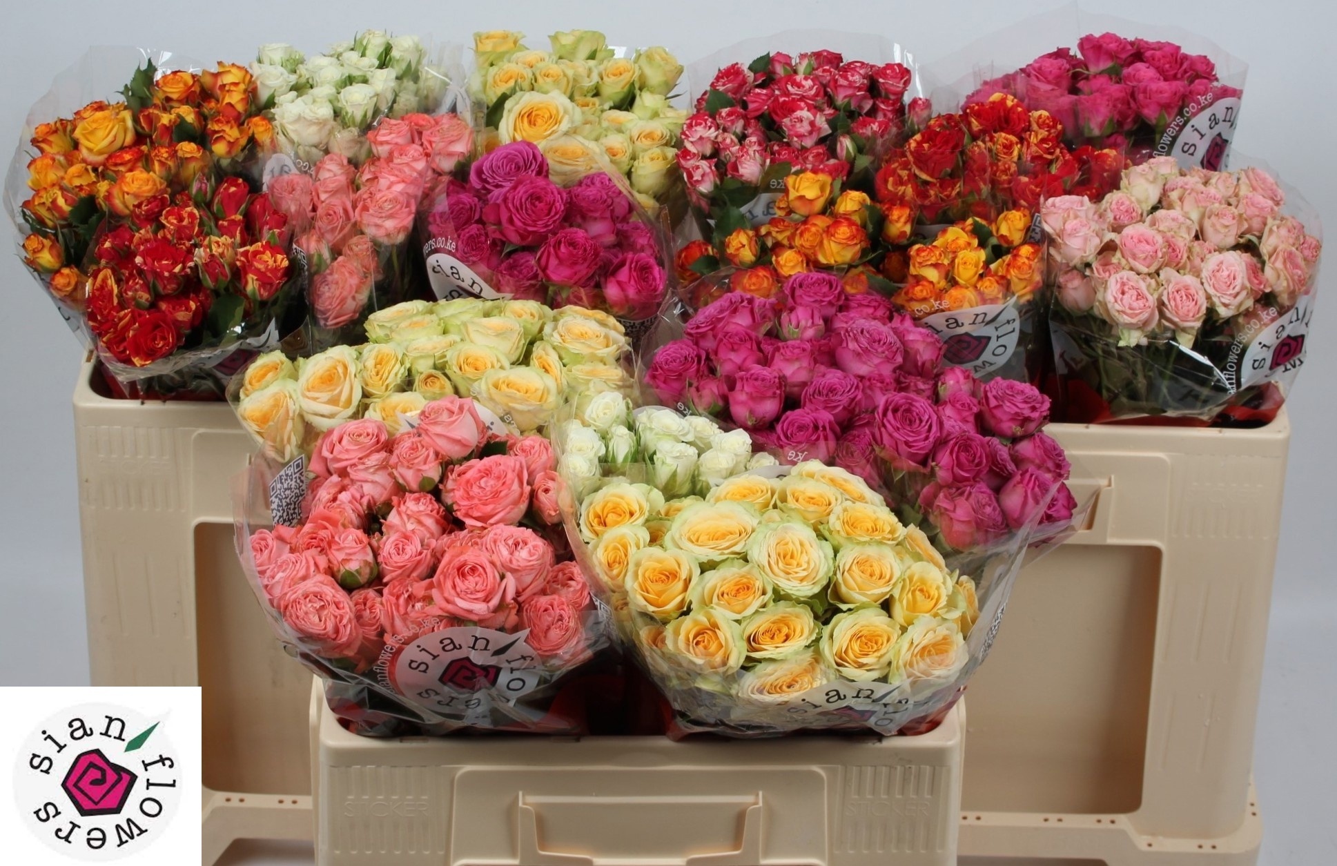 Rosa Spr Mixed In Bucket 50cm