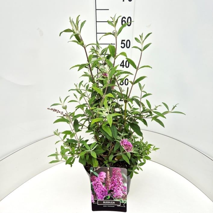 Picture of Buddleja d. Pink Delight P29 (10 Ltr)