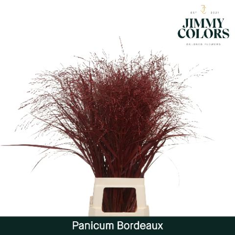 Panicum L90 Bordeaux