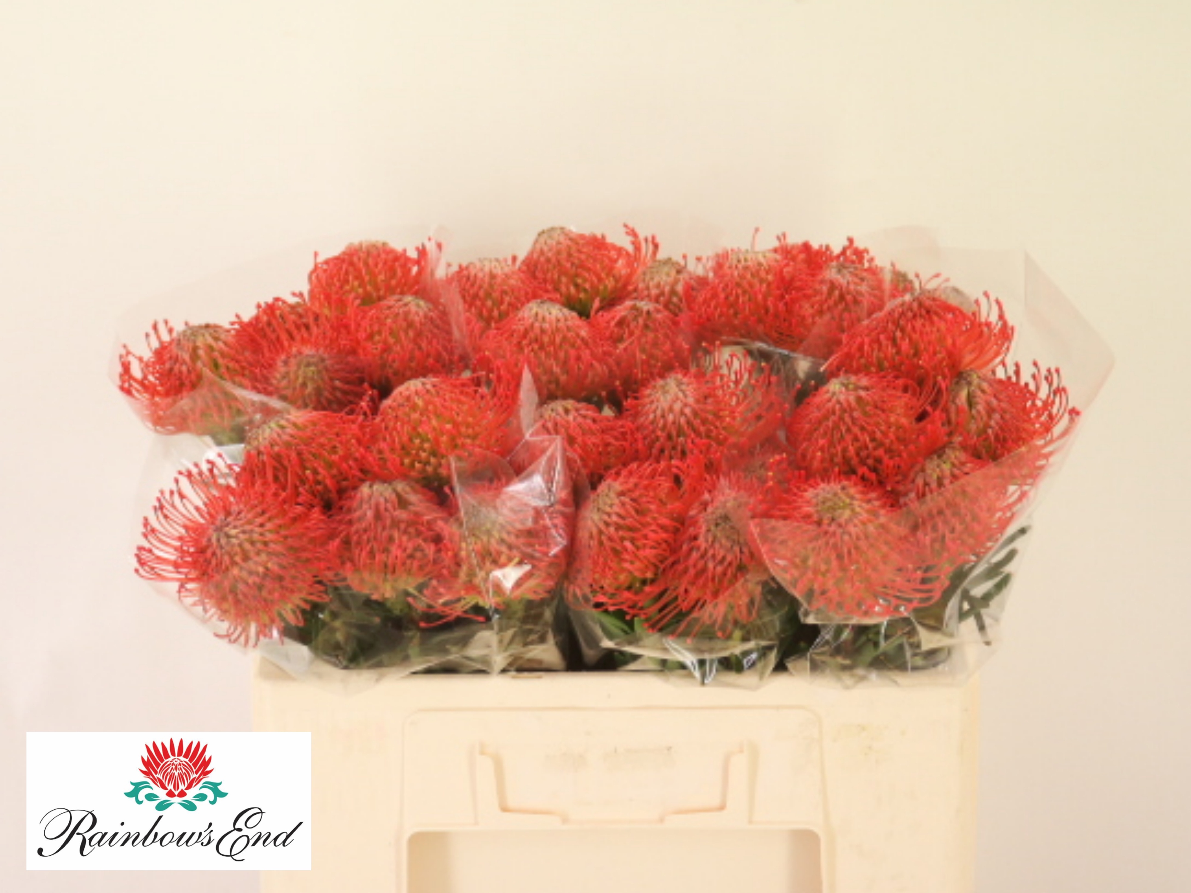 Leucospermum Succession 50cm