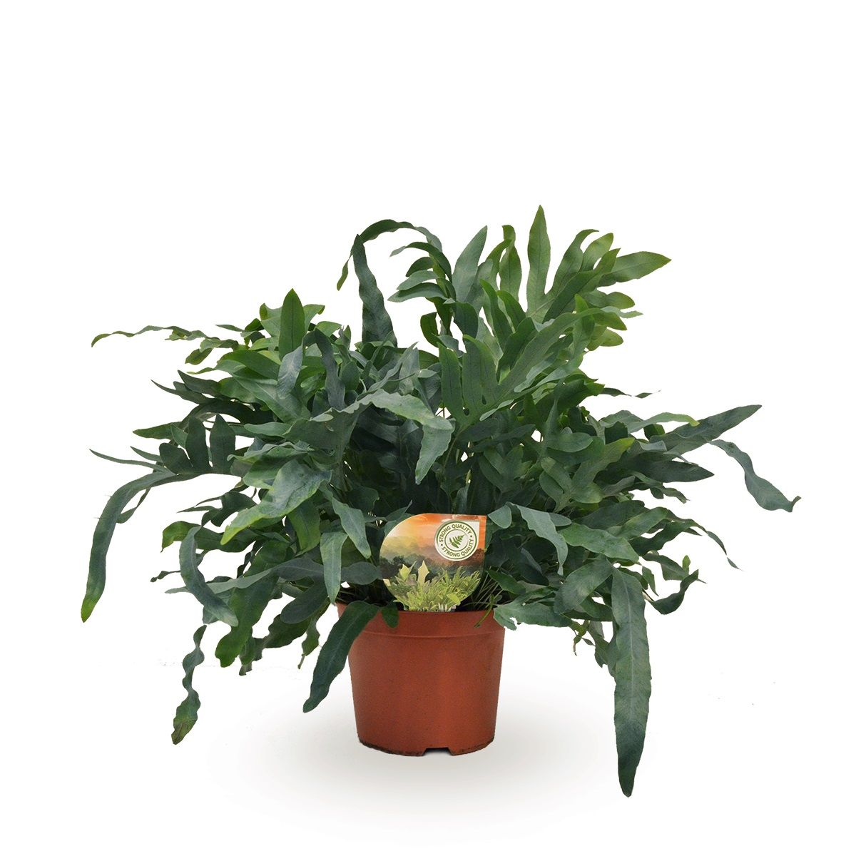Phlebodium aureum 'Blue Star'