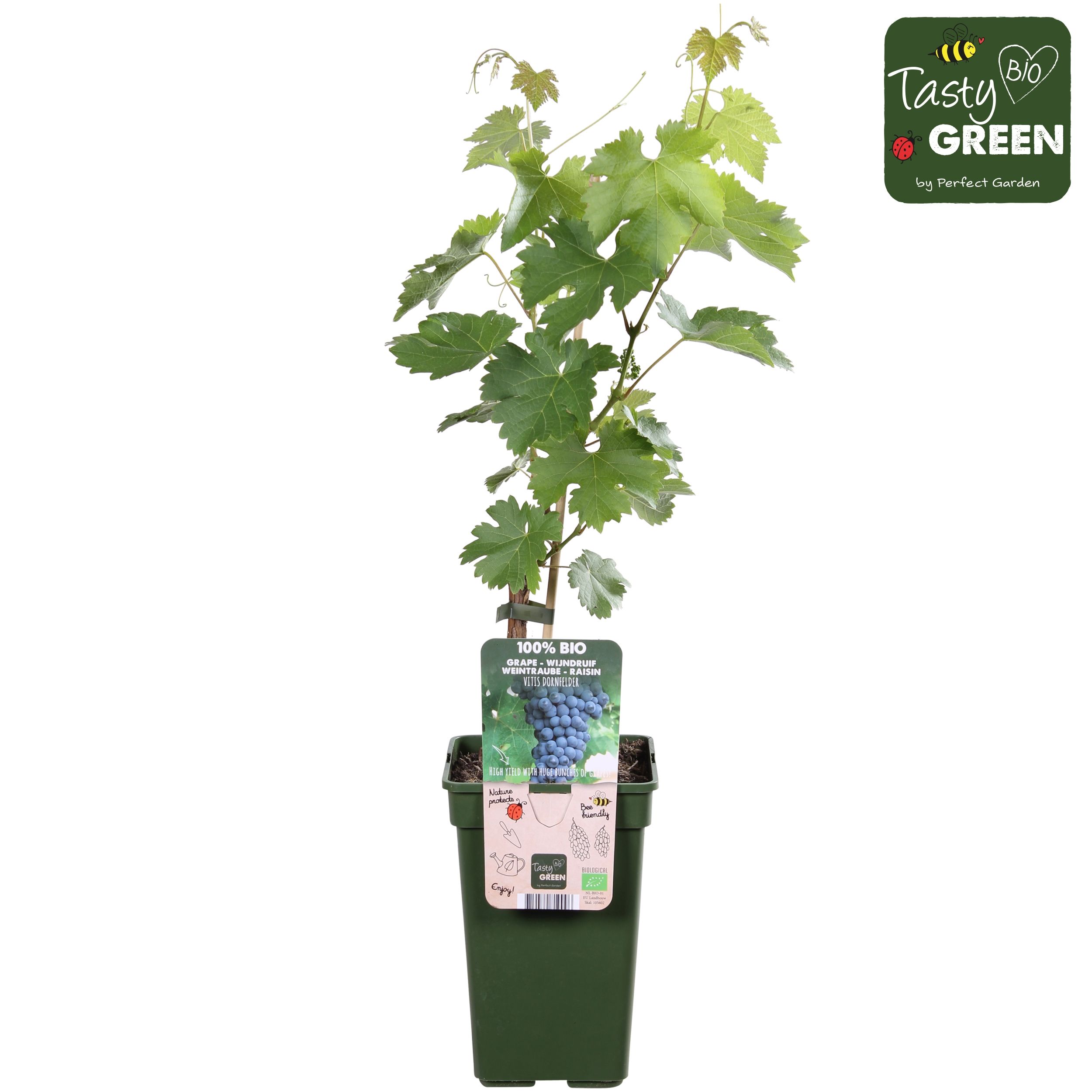 Vitis 'Dornfelder' bio