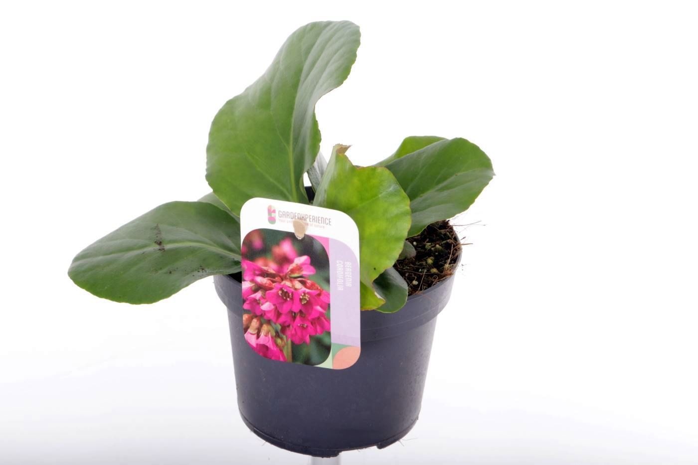 Bergenia shoeshine rose