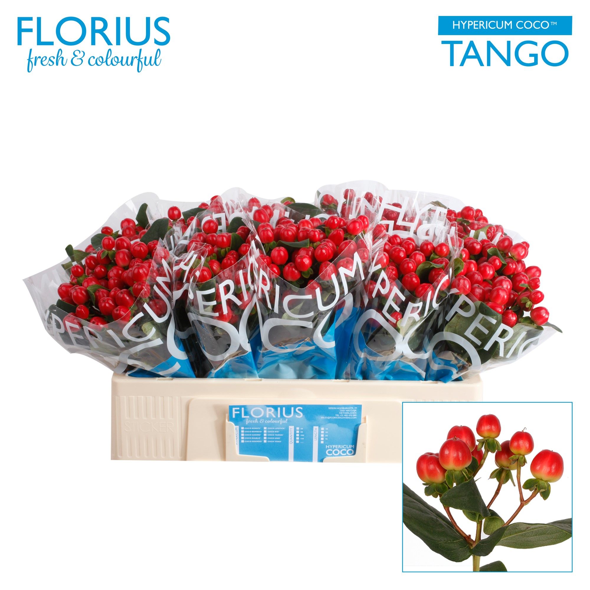 Hyp Coco Tango
