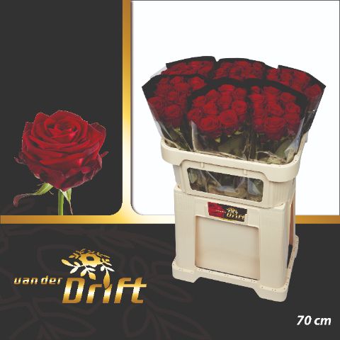Rosa Red Naomi 70cm