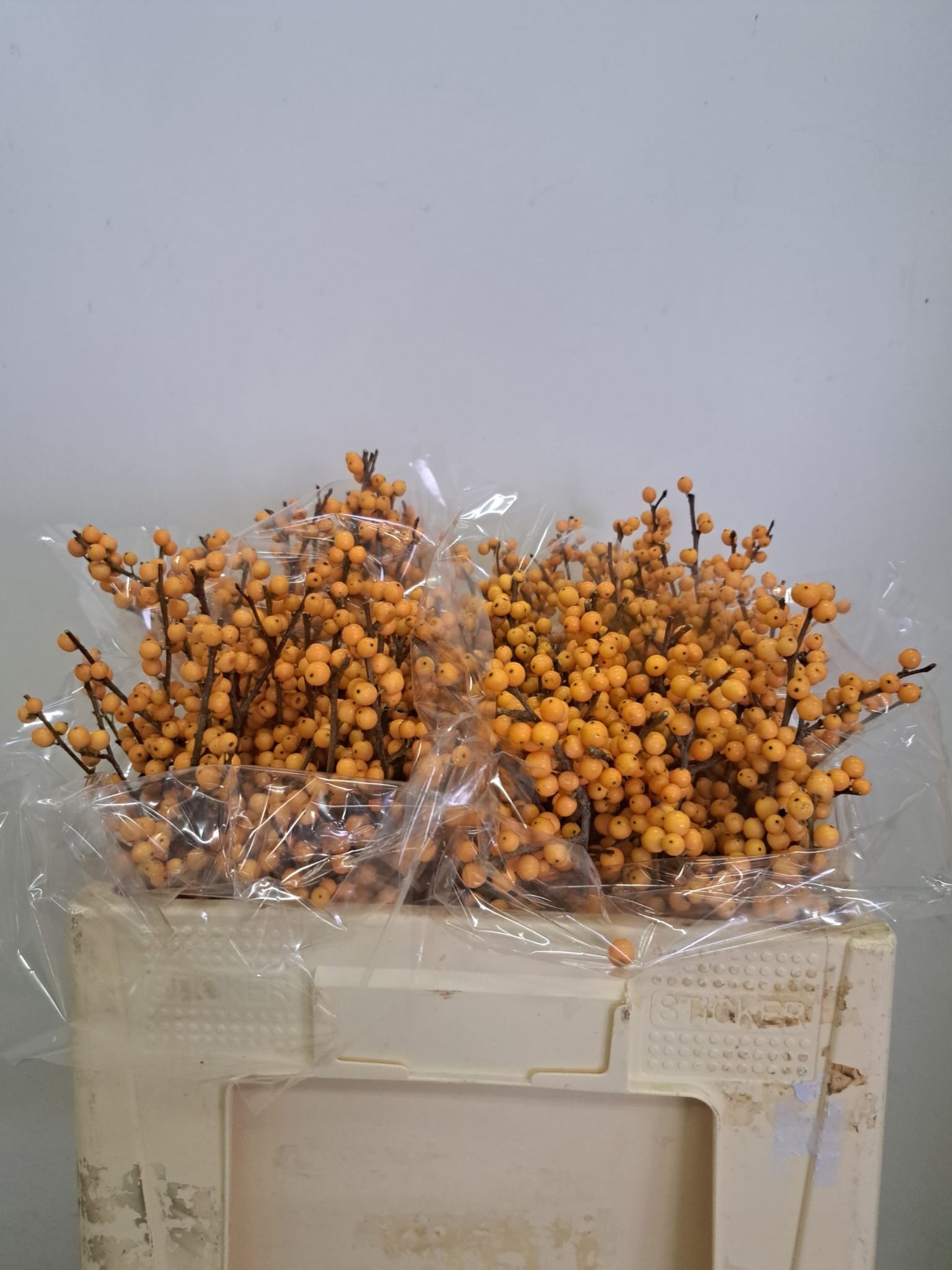 Ilex Golden Verboom 50cm