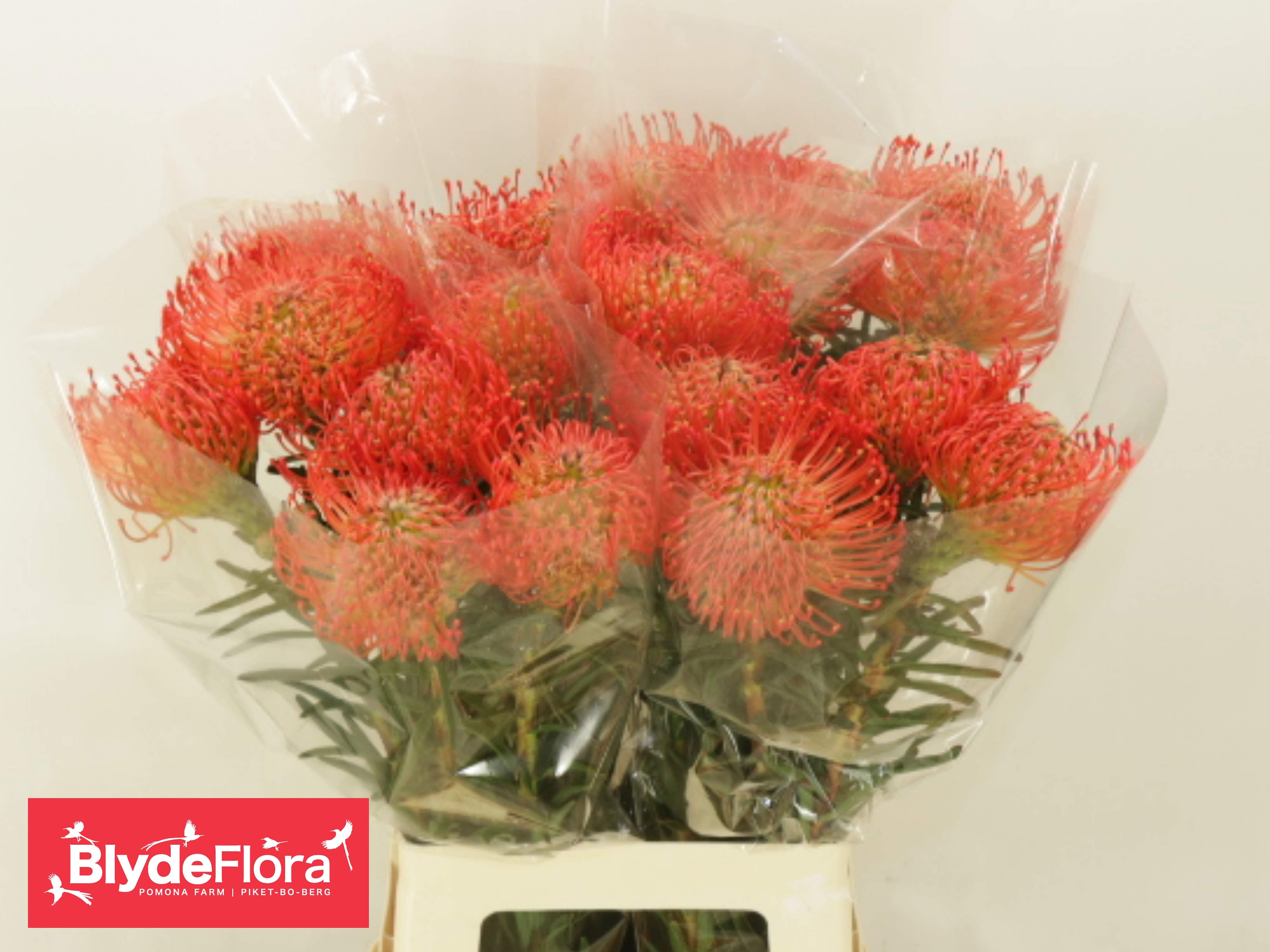 Leucospermum Succession 70cm