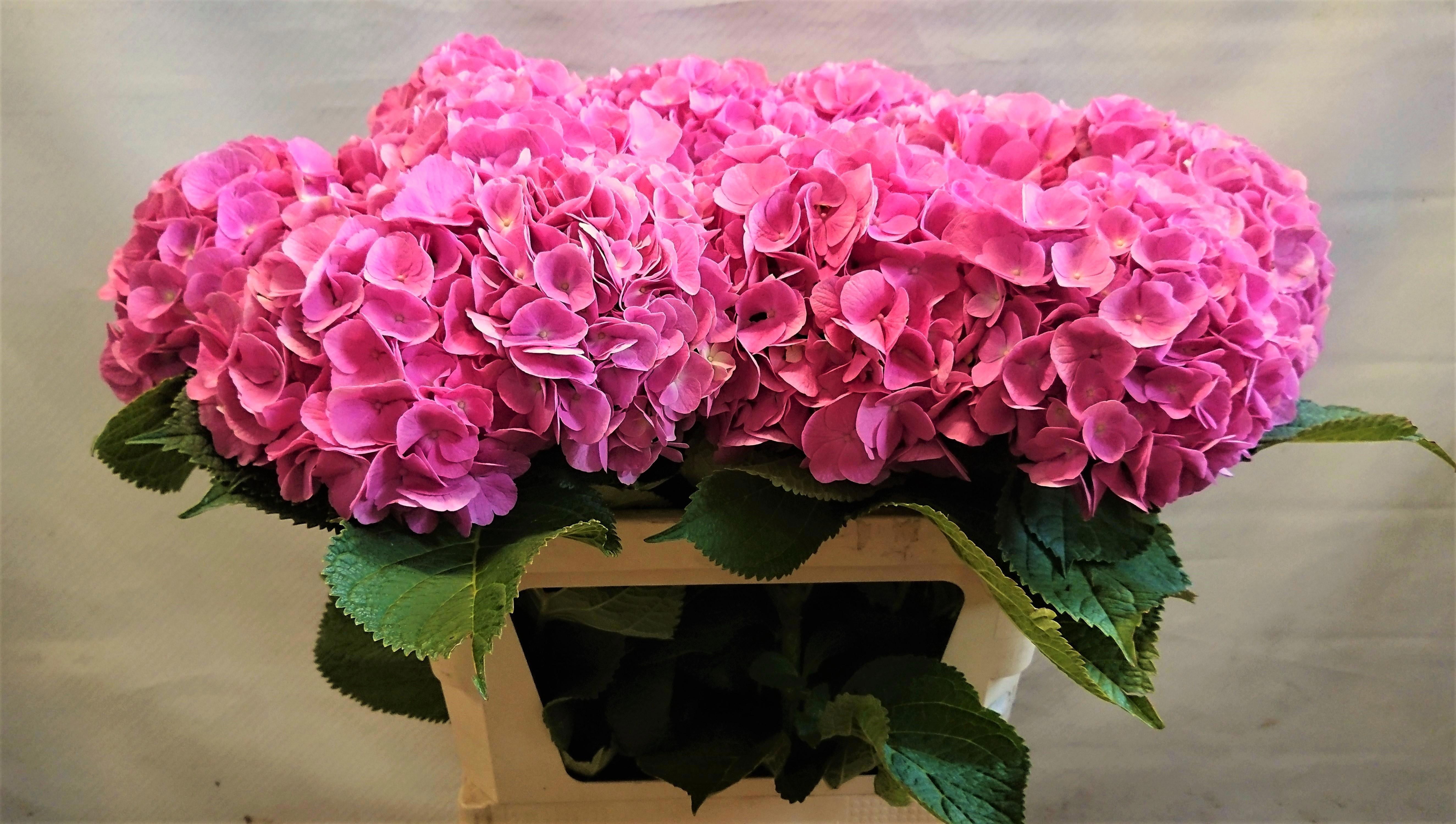 Hydrangea Bodensee Pink 70cm 16Ø