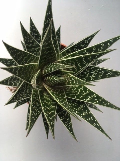 Aloe 'Tiki Tahi' | Hamiplant
