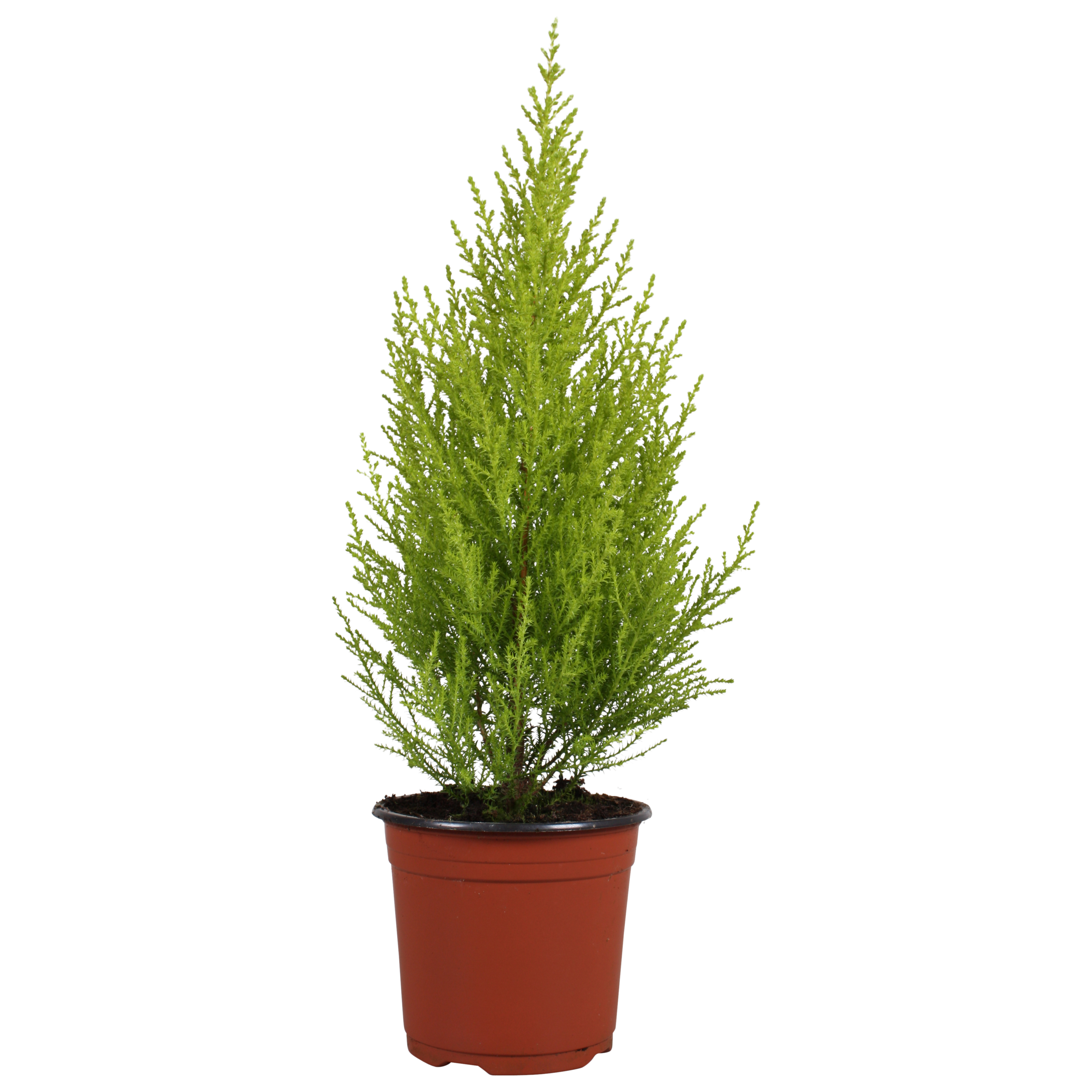 Picture of Cupressus Goldcrest Wilma P14 50CM