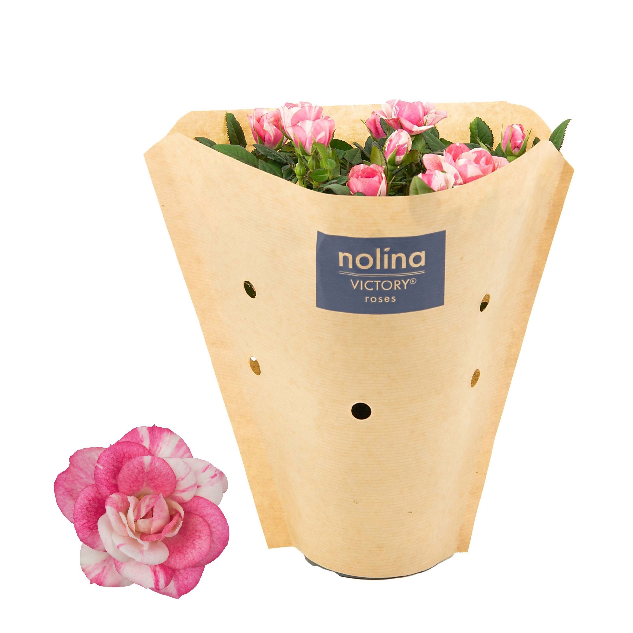 Nolina Roses Special Ø 10,5 Cm. Vieve Kraft Hoes