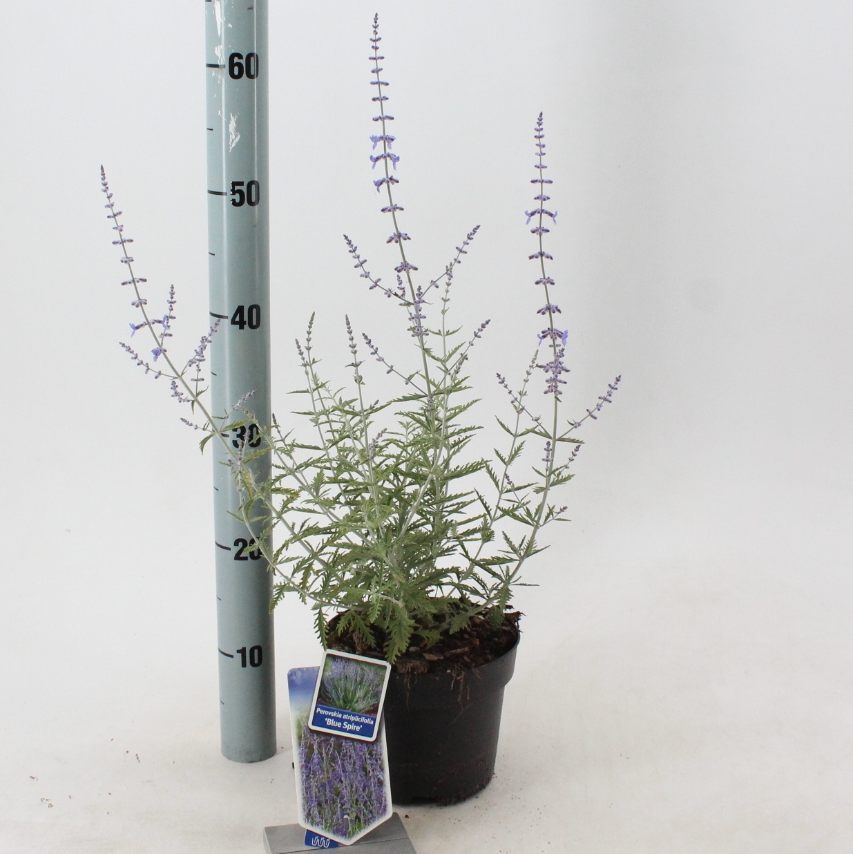 Picture of Perovskia atripicifolia Blue Spire P17 (2 Ltr)