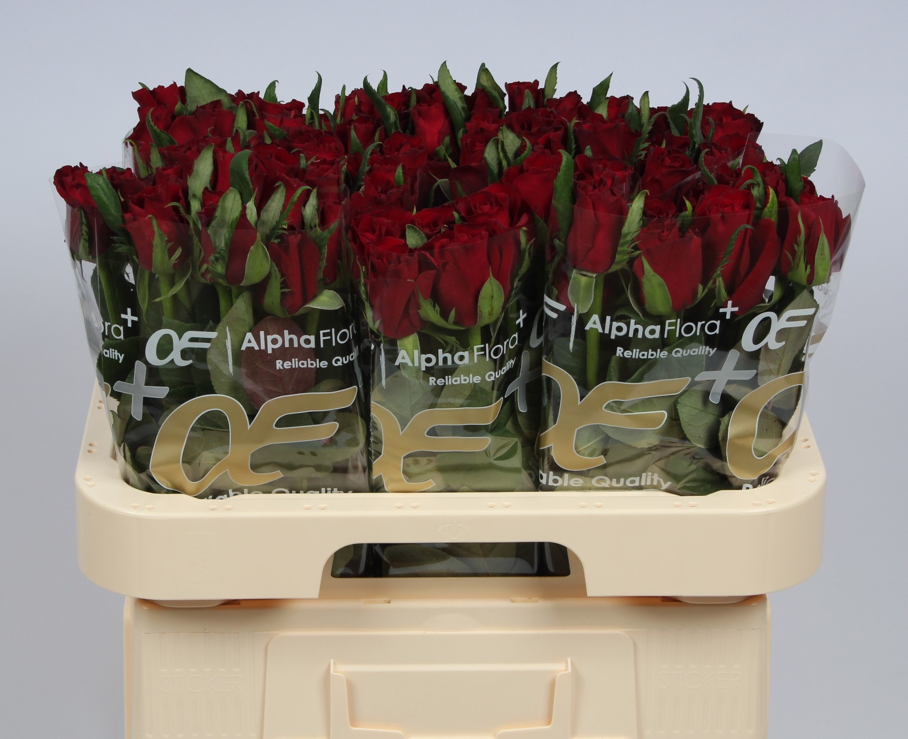 Rosa Ever Red 60cm