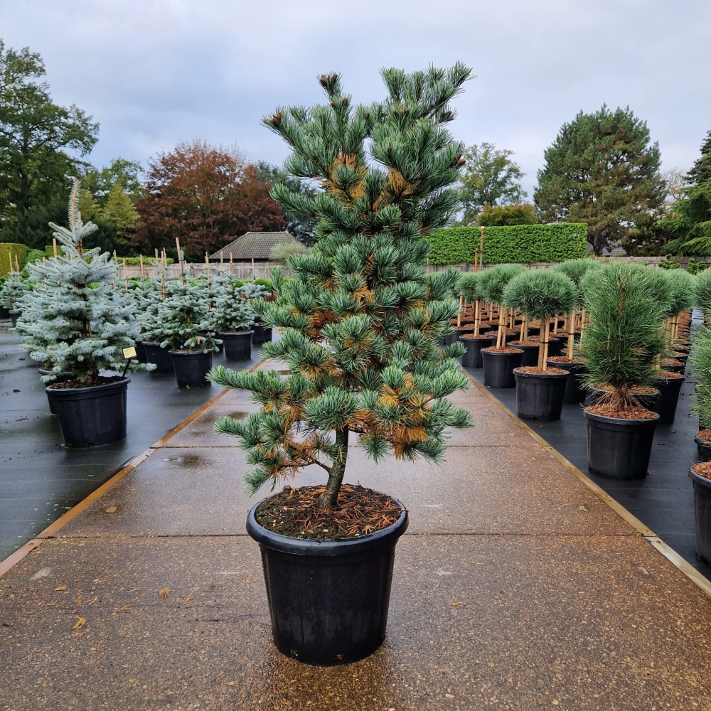 Picture of Pinus parviflora Negishi C25 100/+ (LOOSE)