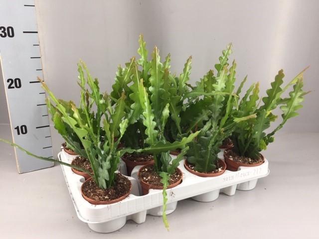Epiphyllum anguliger