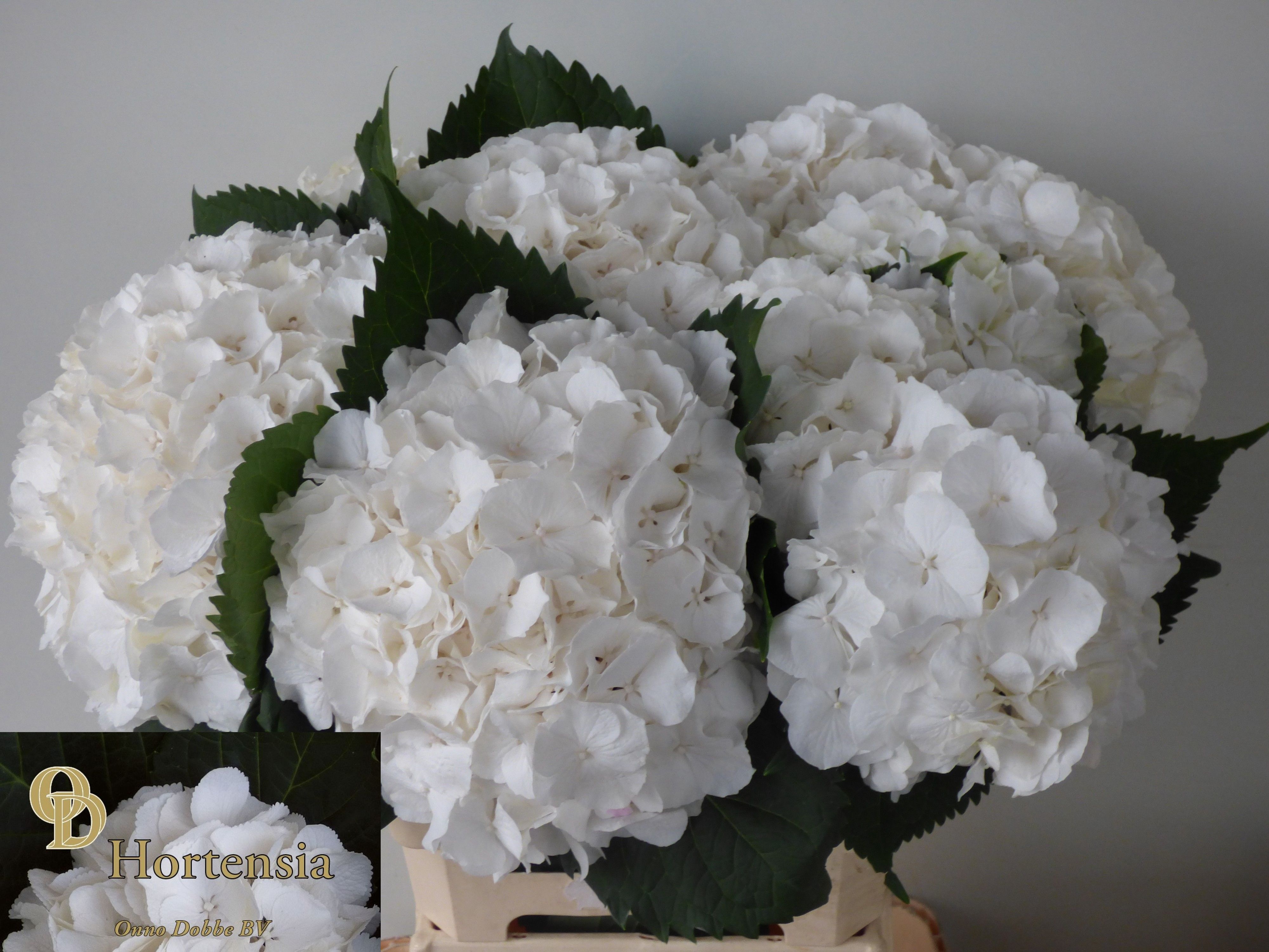 Hydrangea White Verena 60cm 18Ø