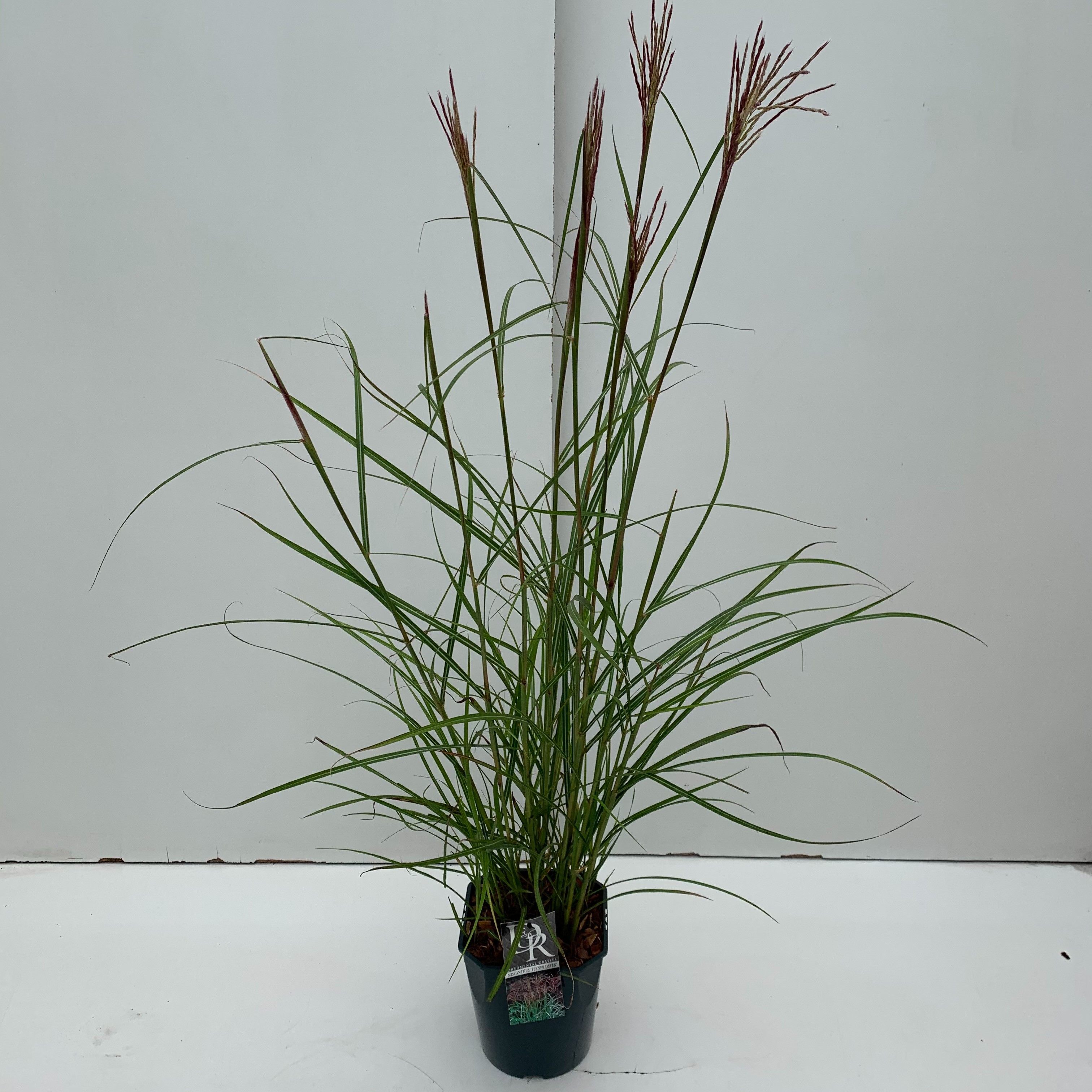 Picture of Miscanthus Ferner Osten P23 (5 Ltr) SQUARE (LOOSE)