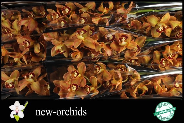 Cymbidium Charly Brown 8/11bl