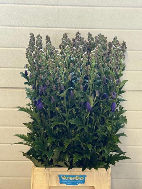 Aconitum Arensi 100cm