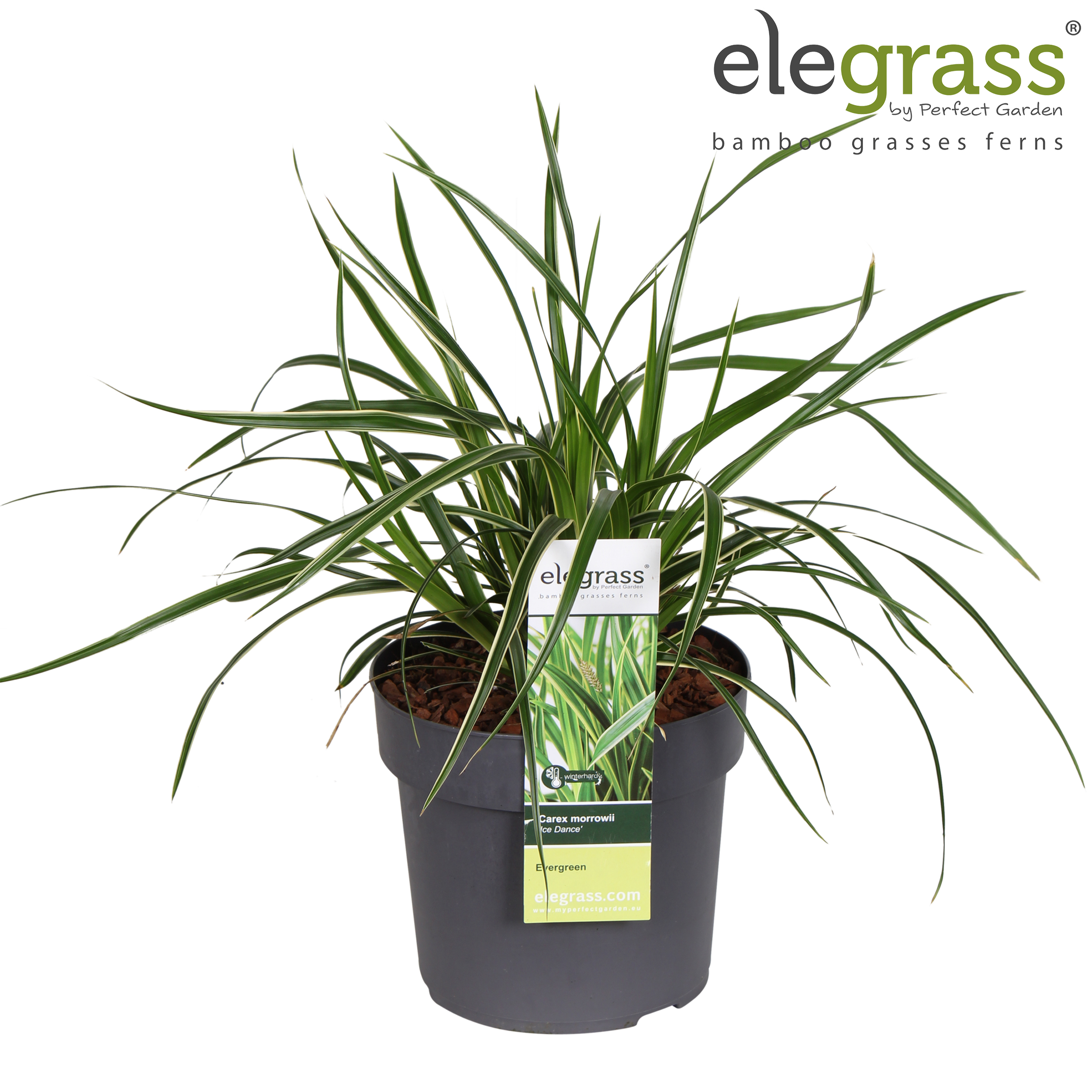 Picture of Carex morrowii 'Ice Dance' P19