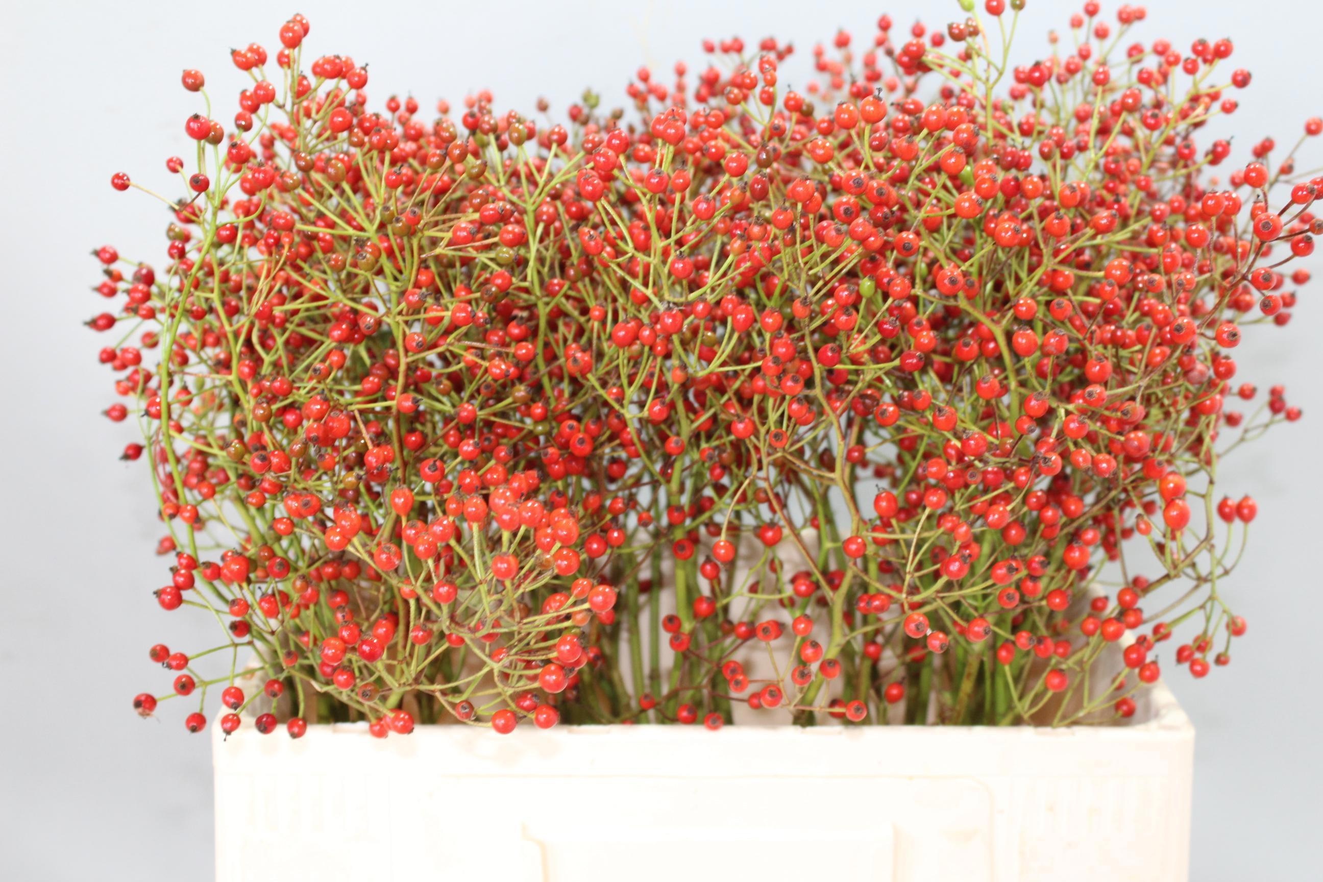 Rosa Prinsberry Red 60cm