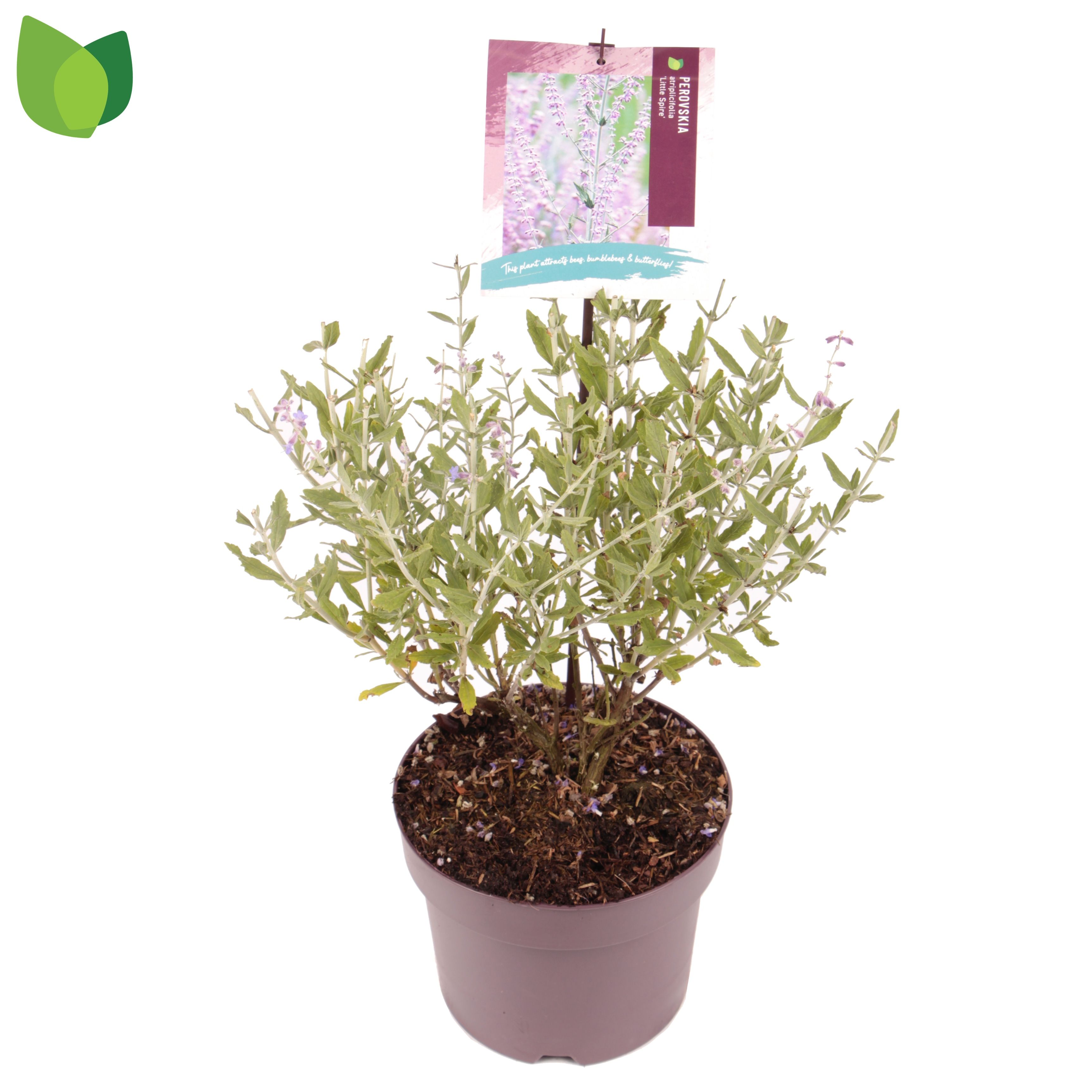 Perovskia atriplicifolia 'Little Spire'