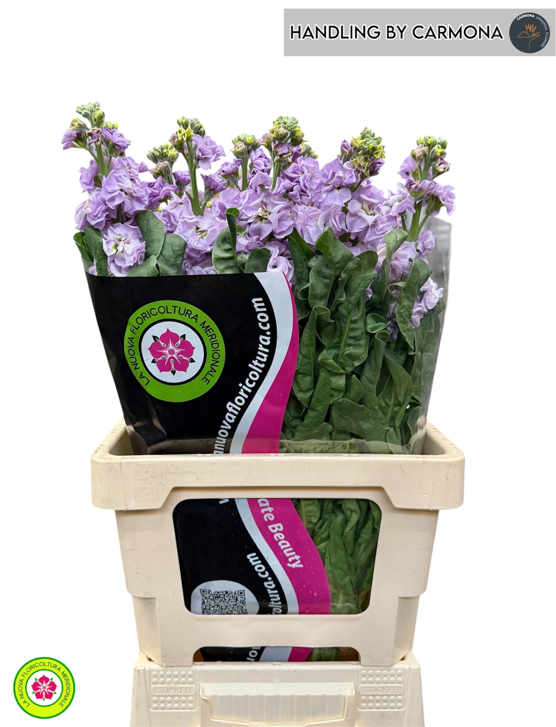 Matthiola Iron Marine 70cm