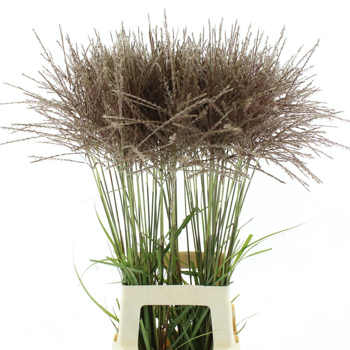 Miscanthus Rotfeder 80cm