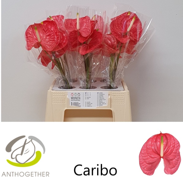 Anth A Caribo