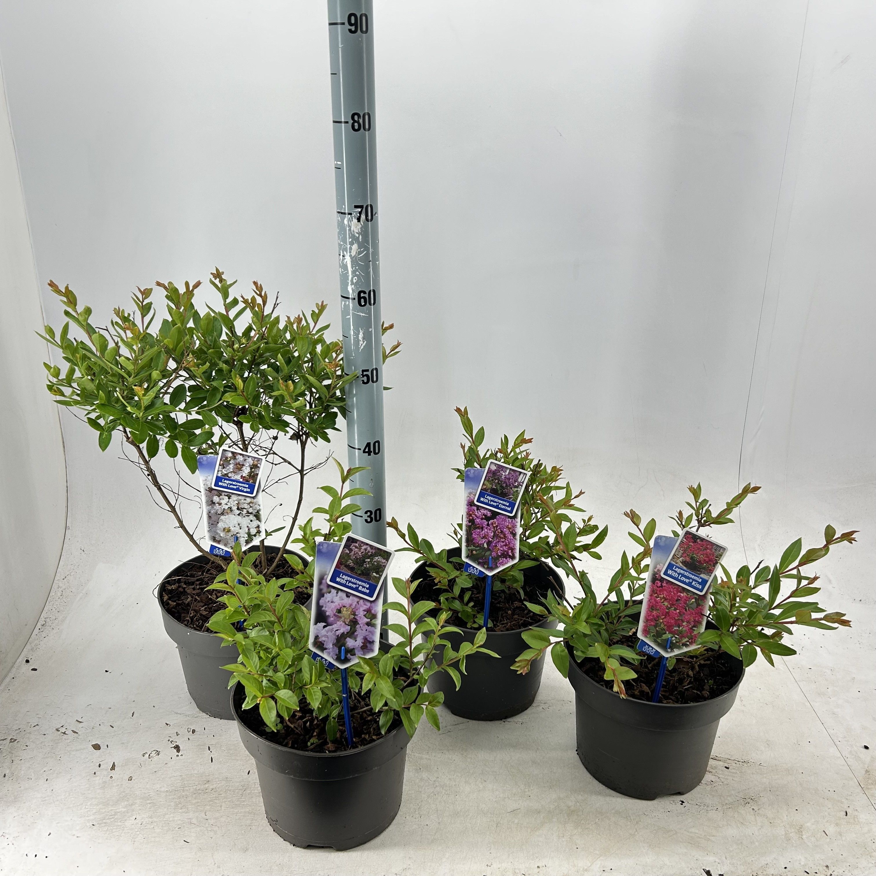 Picture of Lagerstroemia indica With Love mix (minimum order one layer)