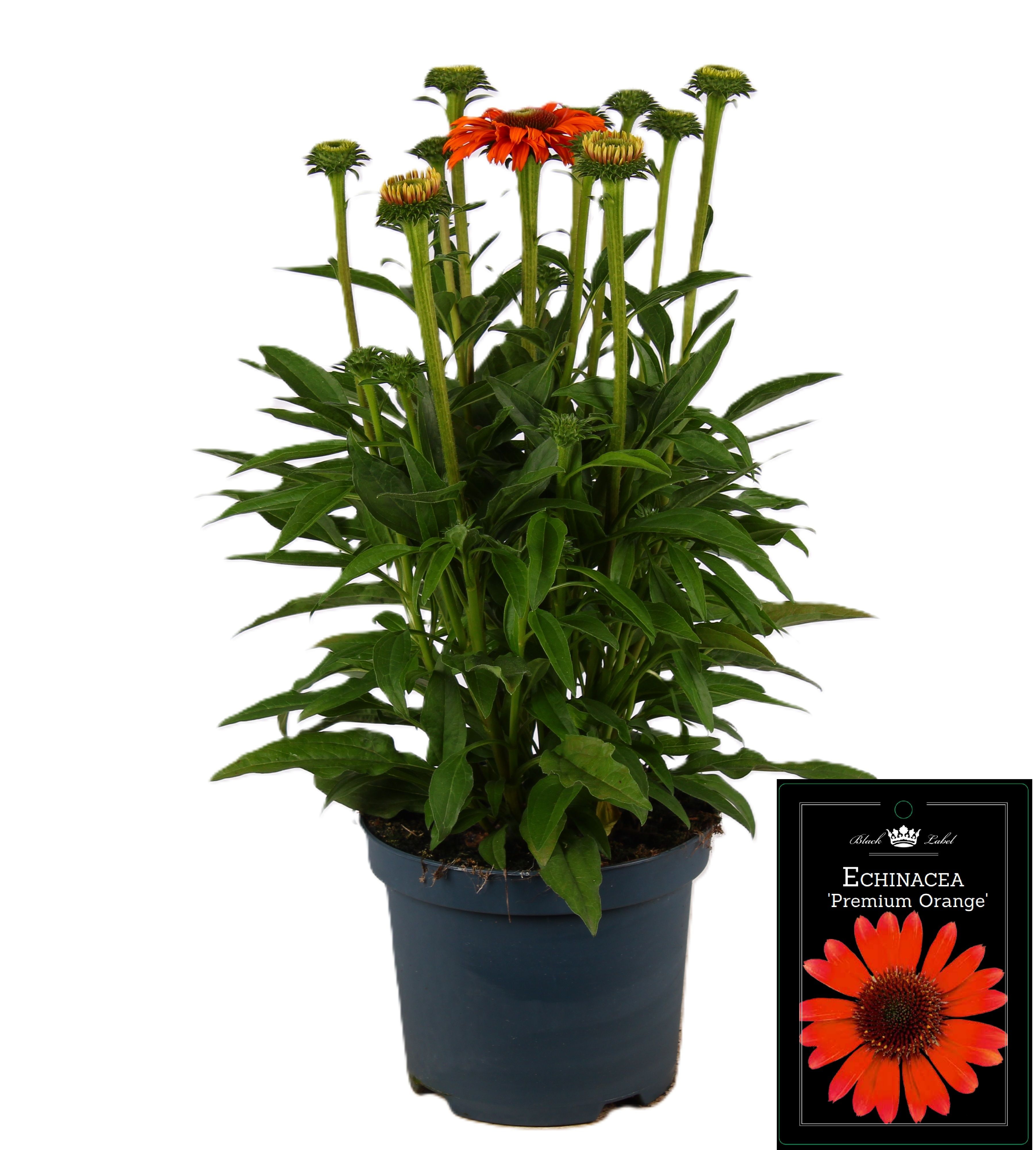 Picture of Echinacea Premium Orange