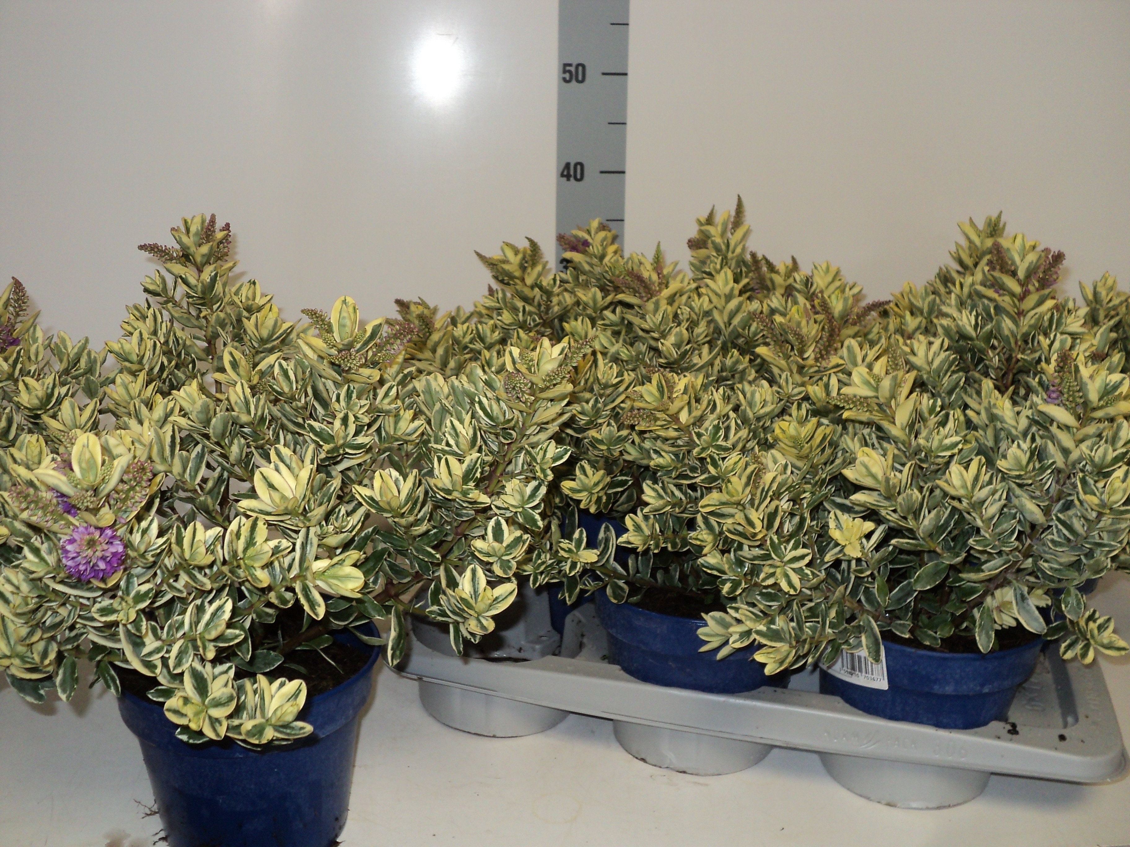 Hebe And Variegata 18P 35H