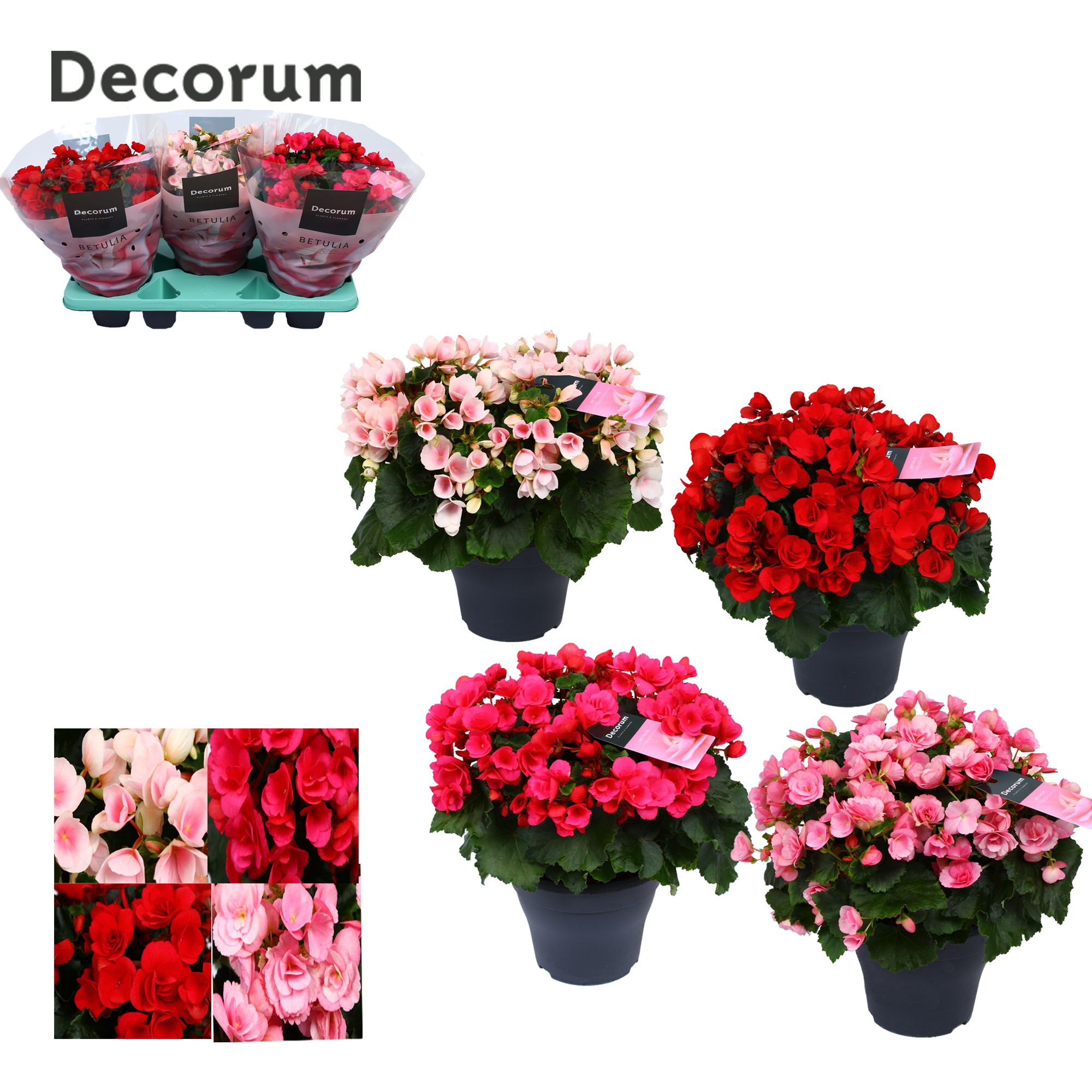 Begonia BETULIA MIX Decorum