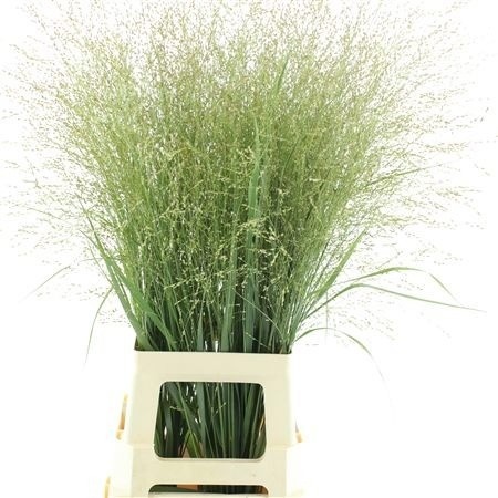 Panicum Squaw 90cm
