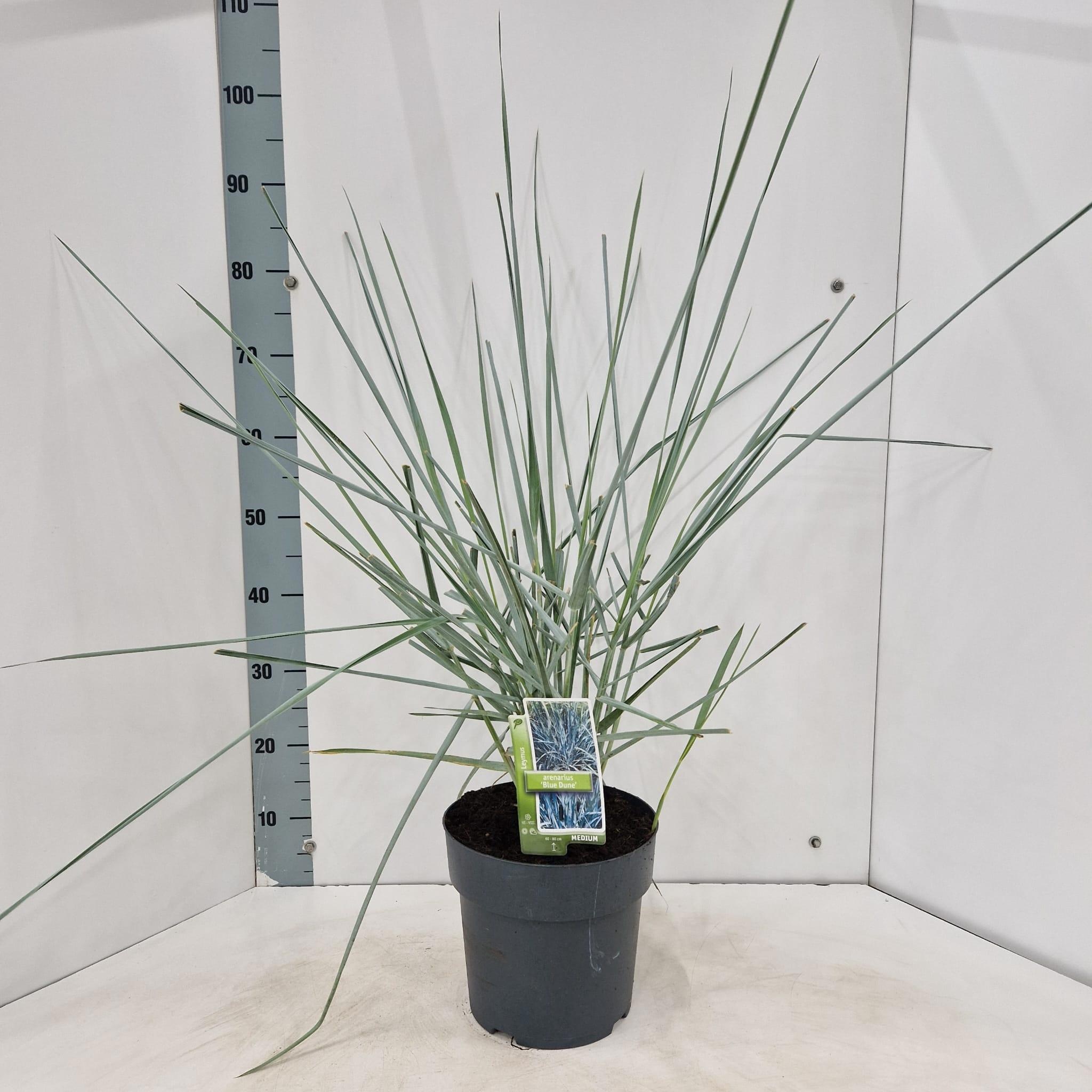 Leymus arenarius 'Blue Dune'