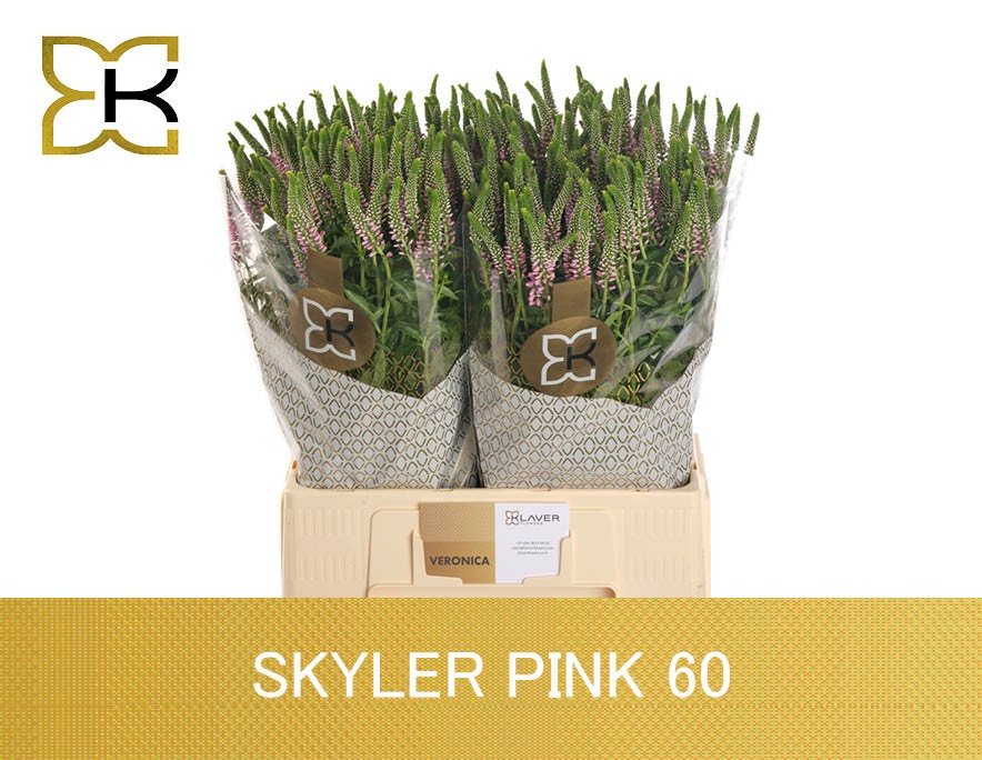 Veronica Skylar Pink 60cm